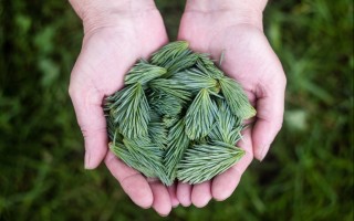 Refugia Retreats: Earth Day Earth Exchange