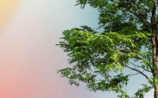 Earthkeeping in the Way of Jesus